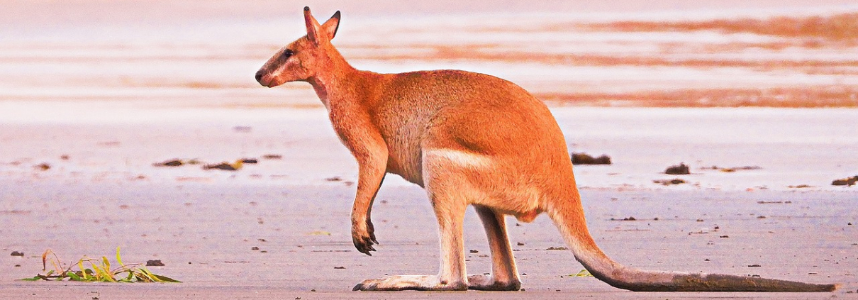 Ein Kangaroo am Strand