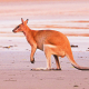 Ein Kangaroo am Strand